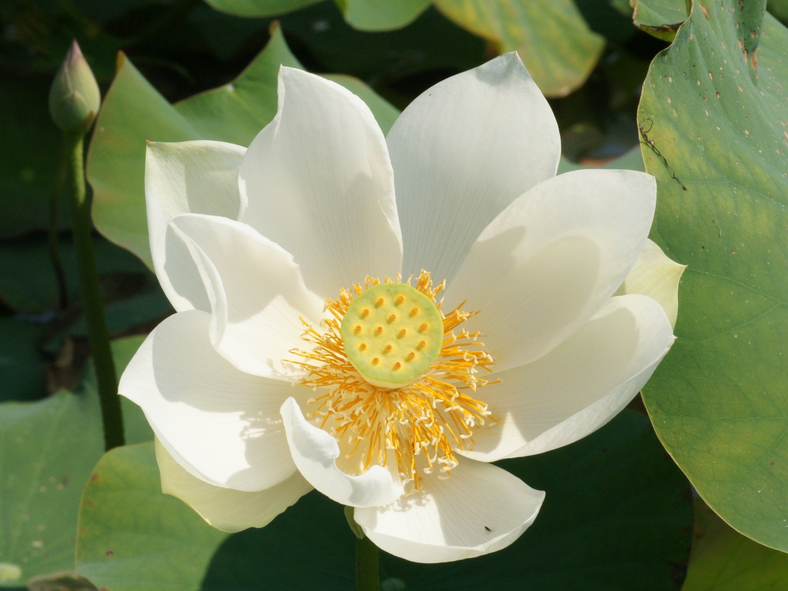 Lotus Fototapete (2) #1 - 1600x1200