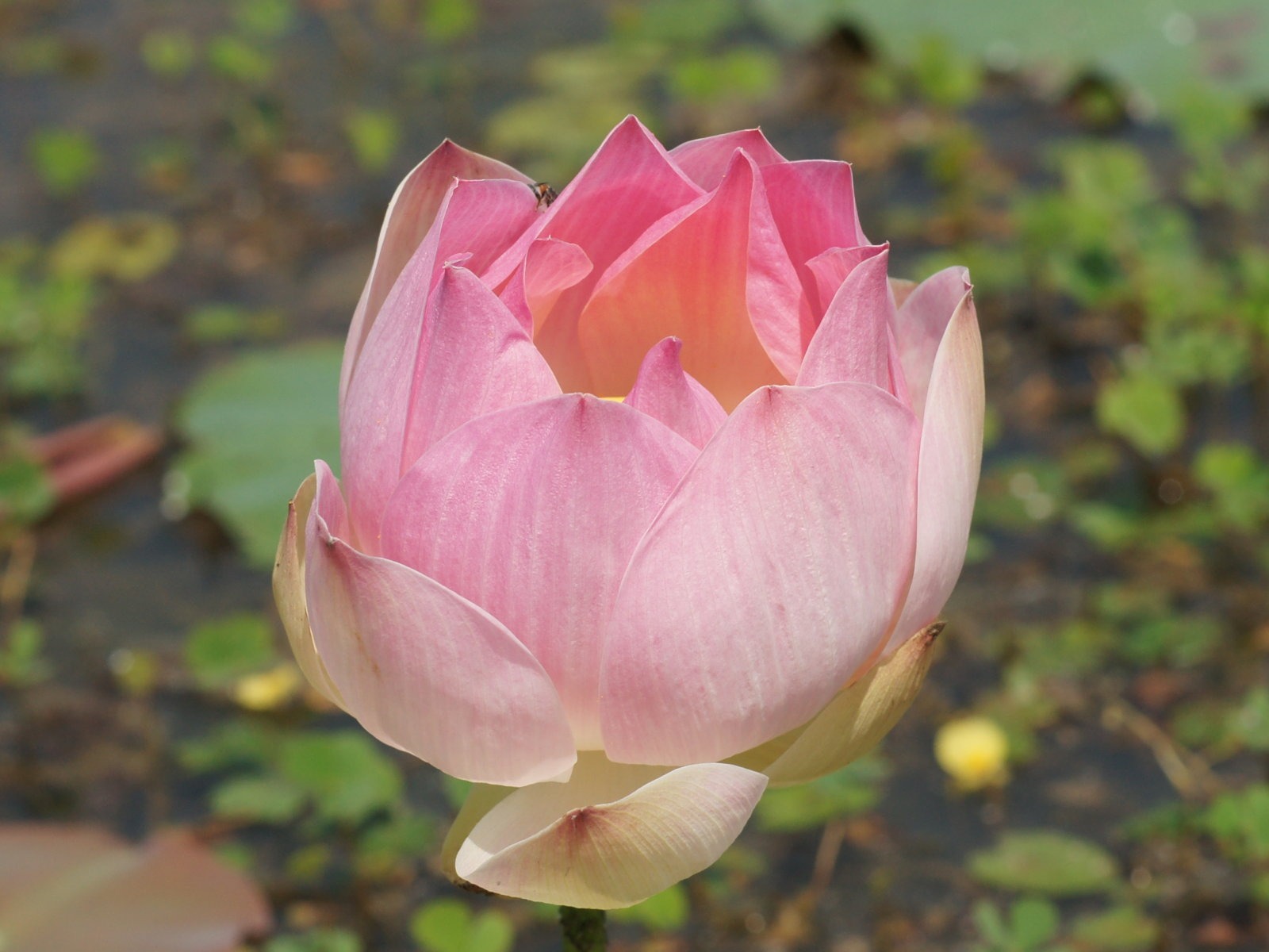 蓮花寫真 壁紙(二) #3 - 1600x1200