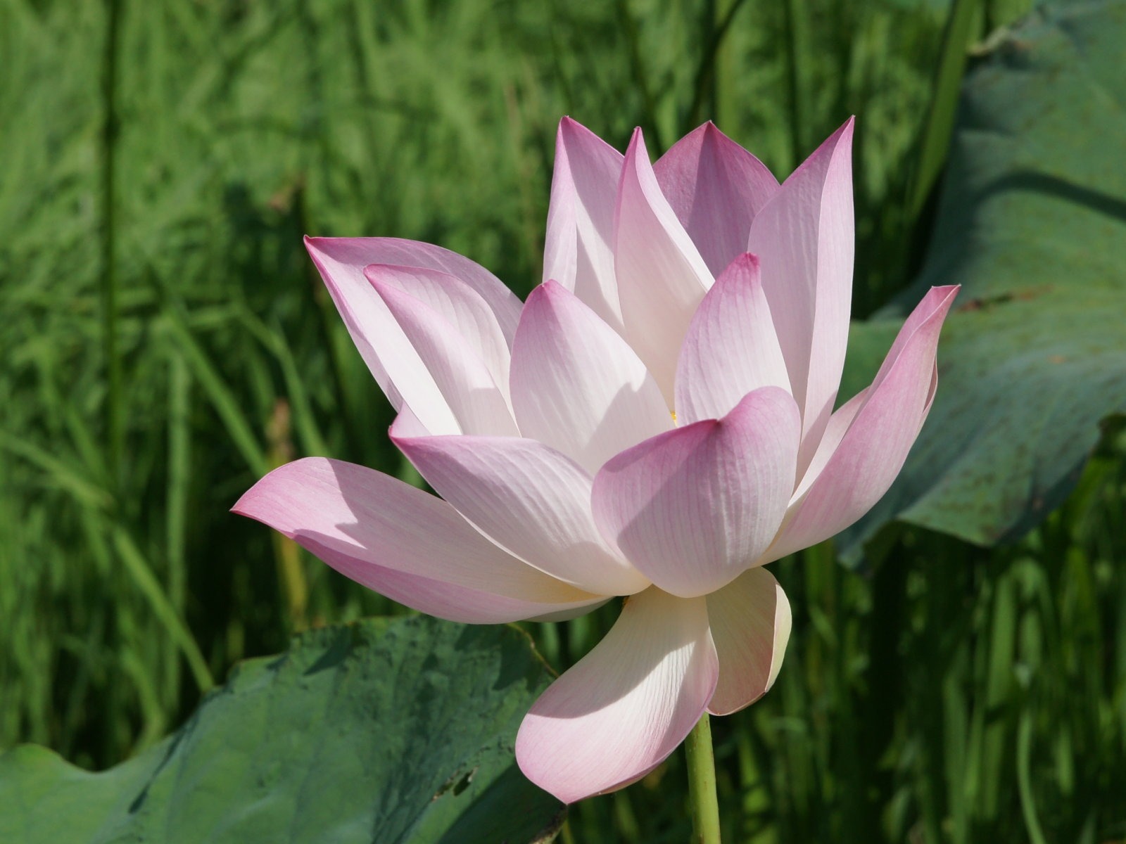 蓮花寫真 壁紙(二) #5 - 1600x1200
