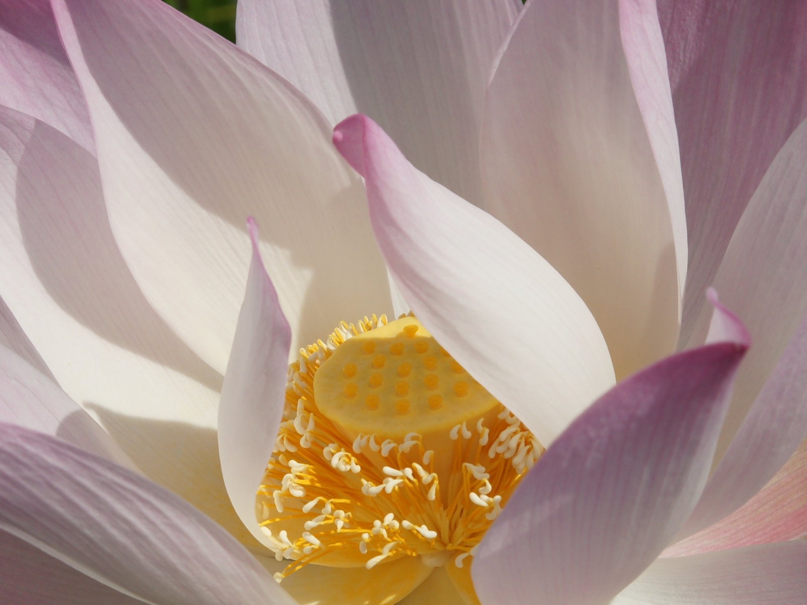 Lotus fondos de escritorio de la foto (2) #12 - 1600x1200