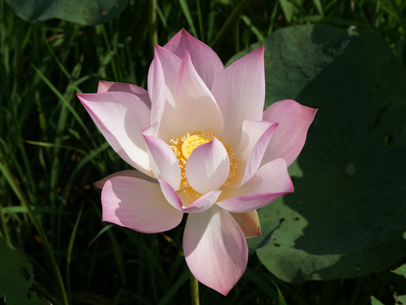 Lotus Fototapete (2) #13 - 1600x1200