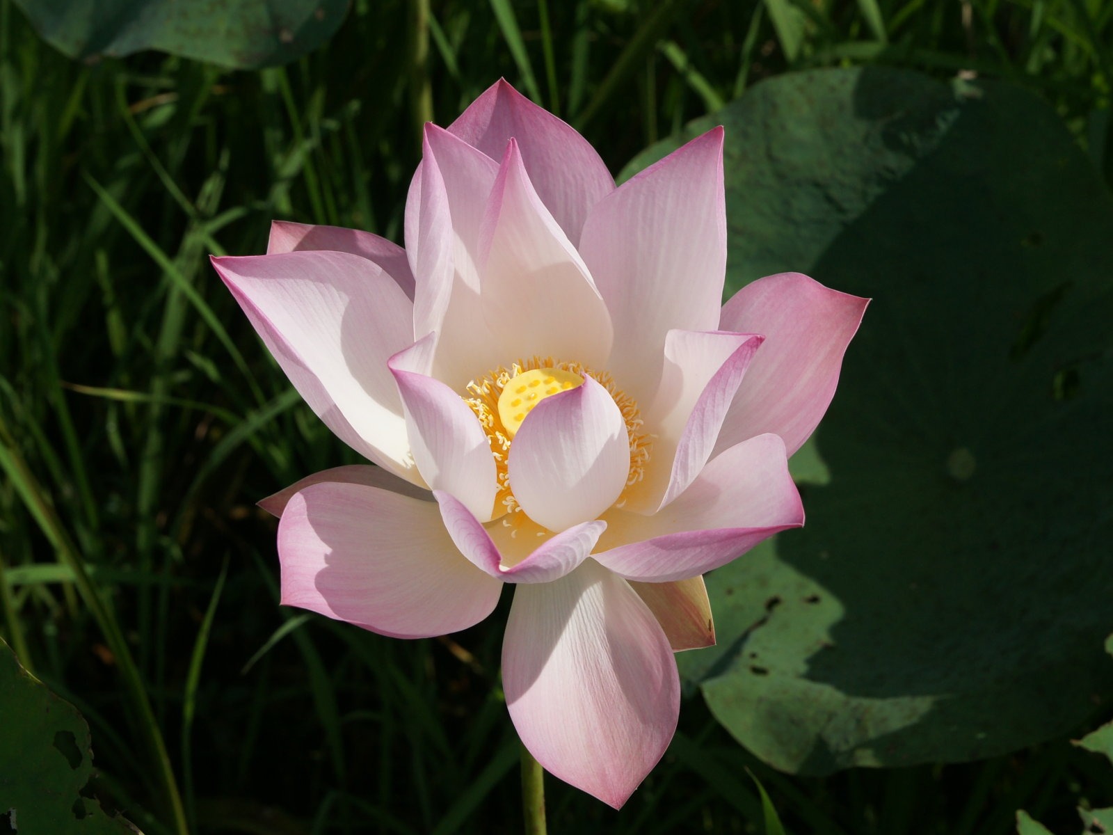 Lotus fondos de escritorio de la foto (2) #13 - 1600x1200