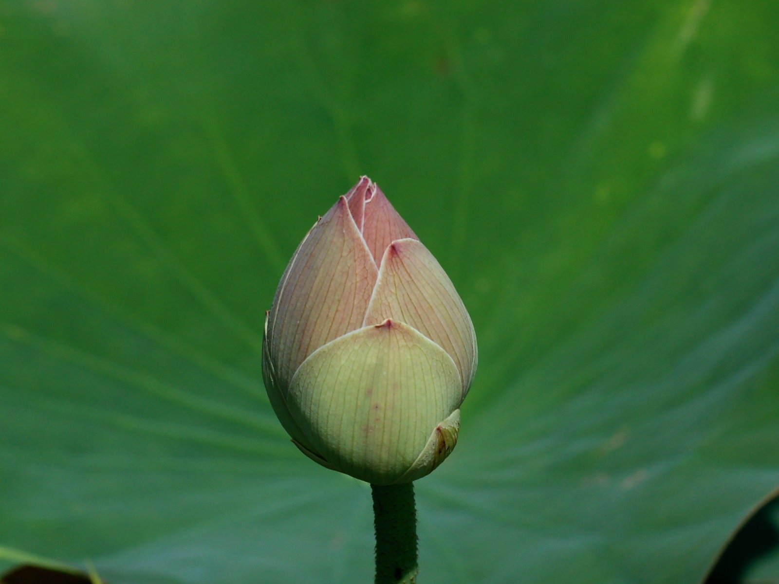 Lotus tapety foto (2) #14 - 1600x1200