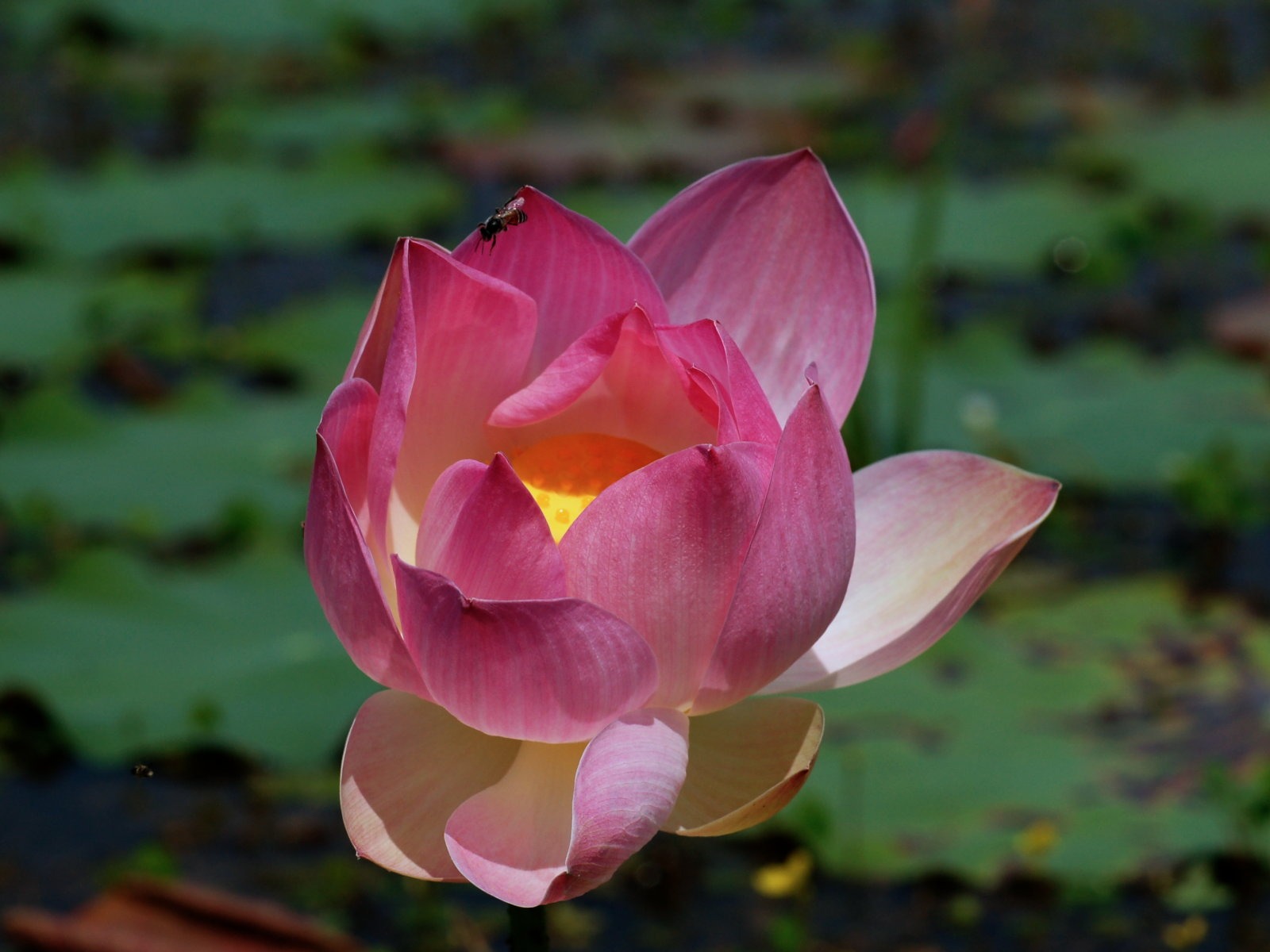 Lotus tapety foto (2) #17 - 1600x1200