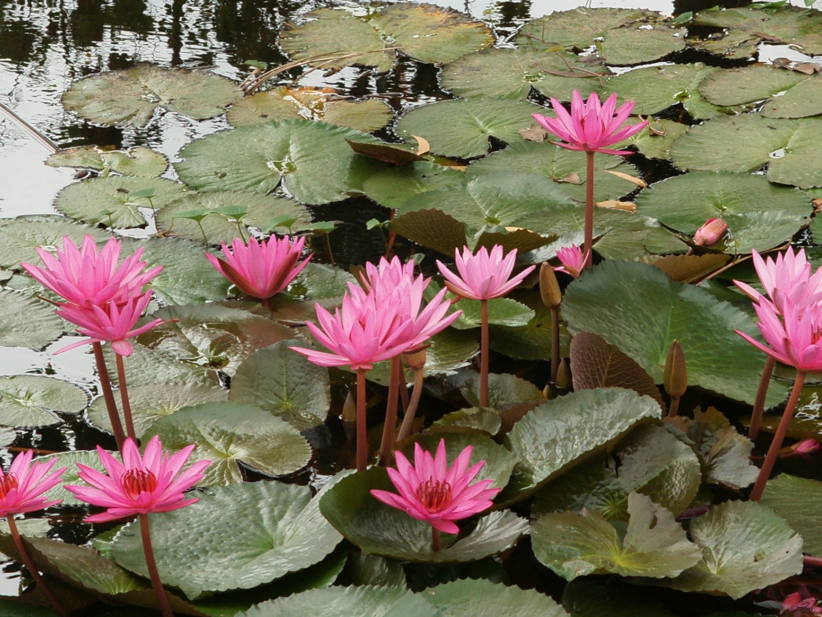 Lotus fondos de escritorio de la foto (2) #20 - 1600x1200