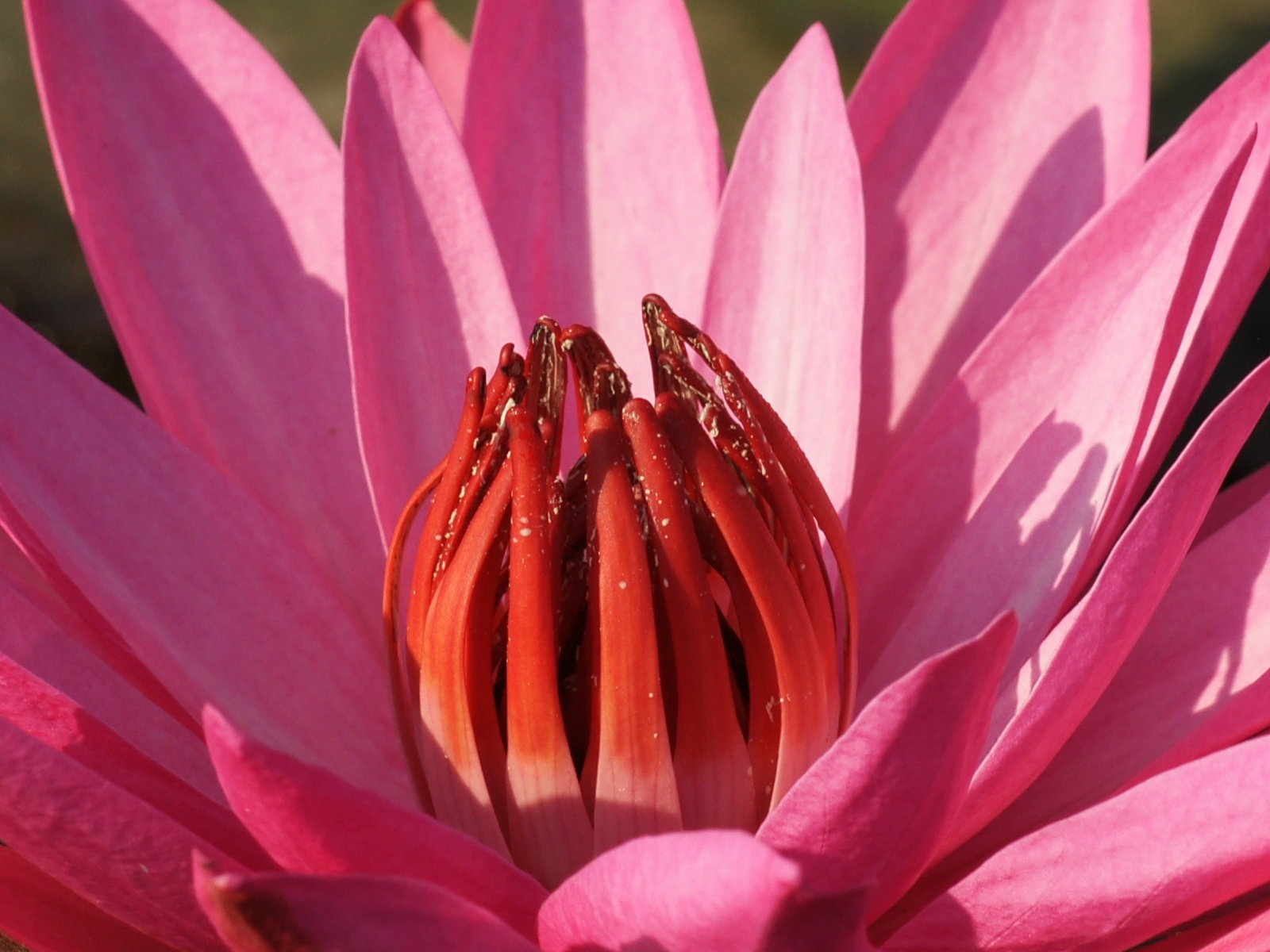 Fond d'écran photo Lotus (3) #1 - 1600x1200