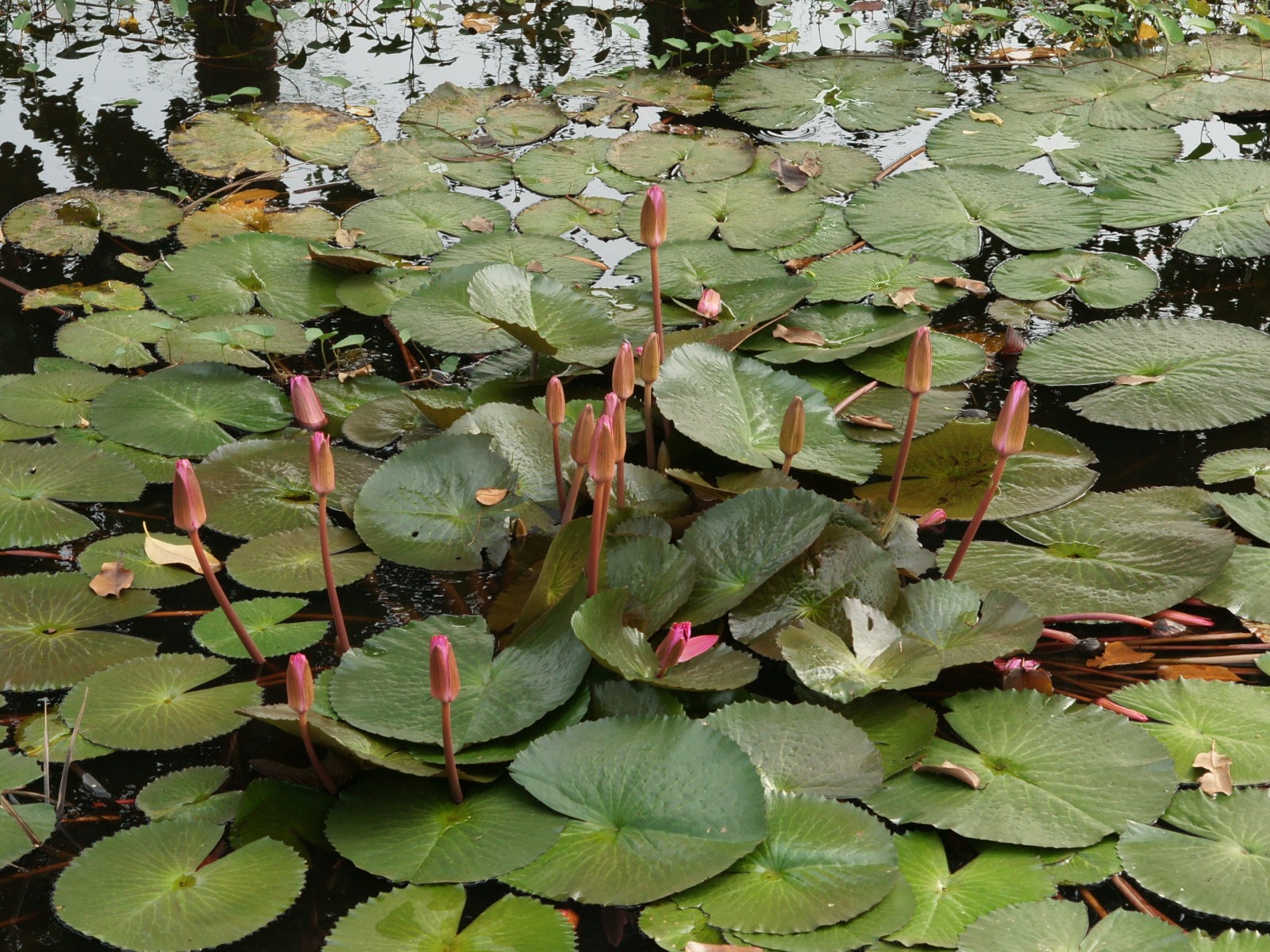 蓮花寫真 壁紙(三) #5 - 1600x1200