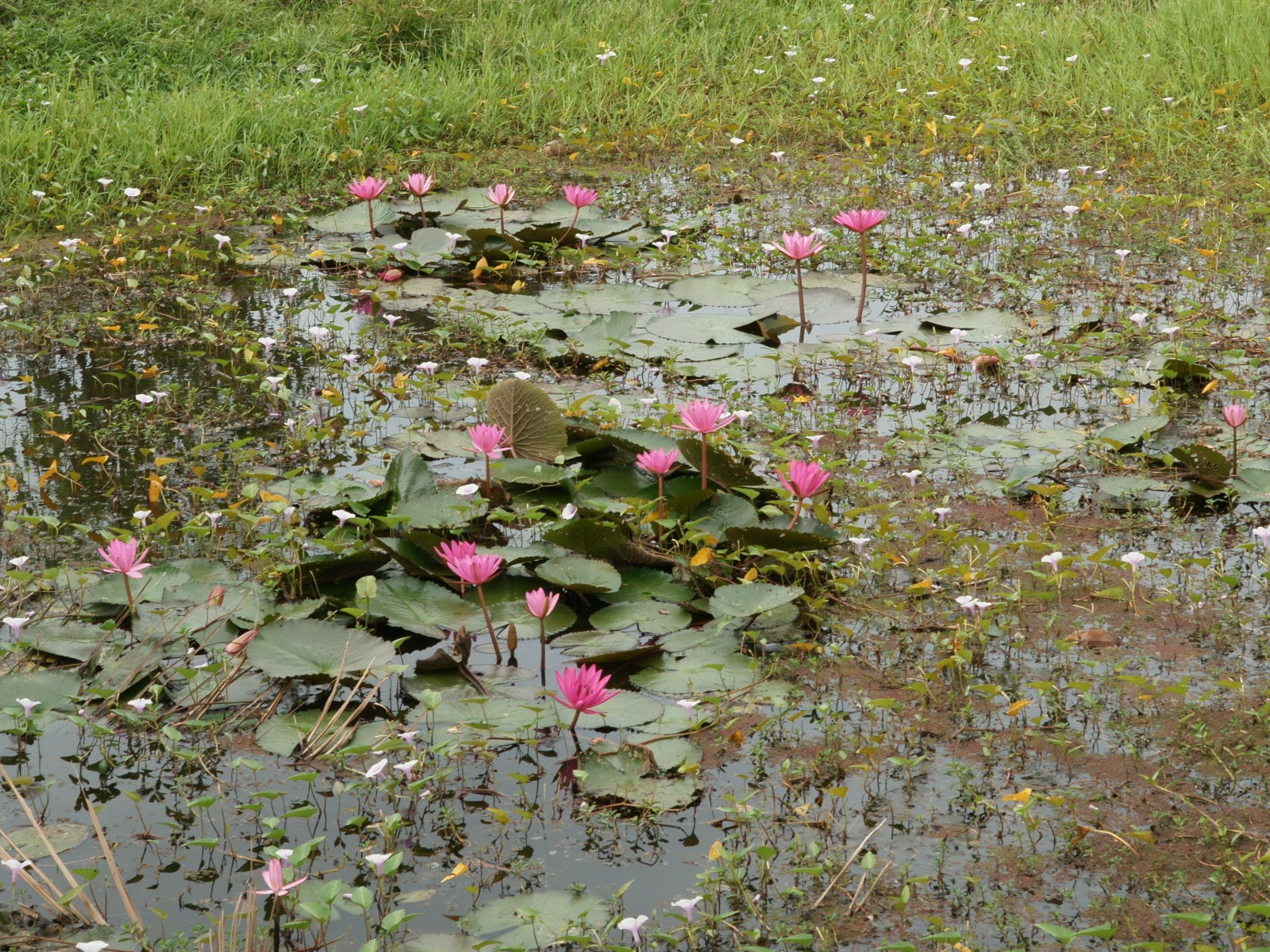 蓮花寫真 壁紙(三) #6 - 1600x1200