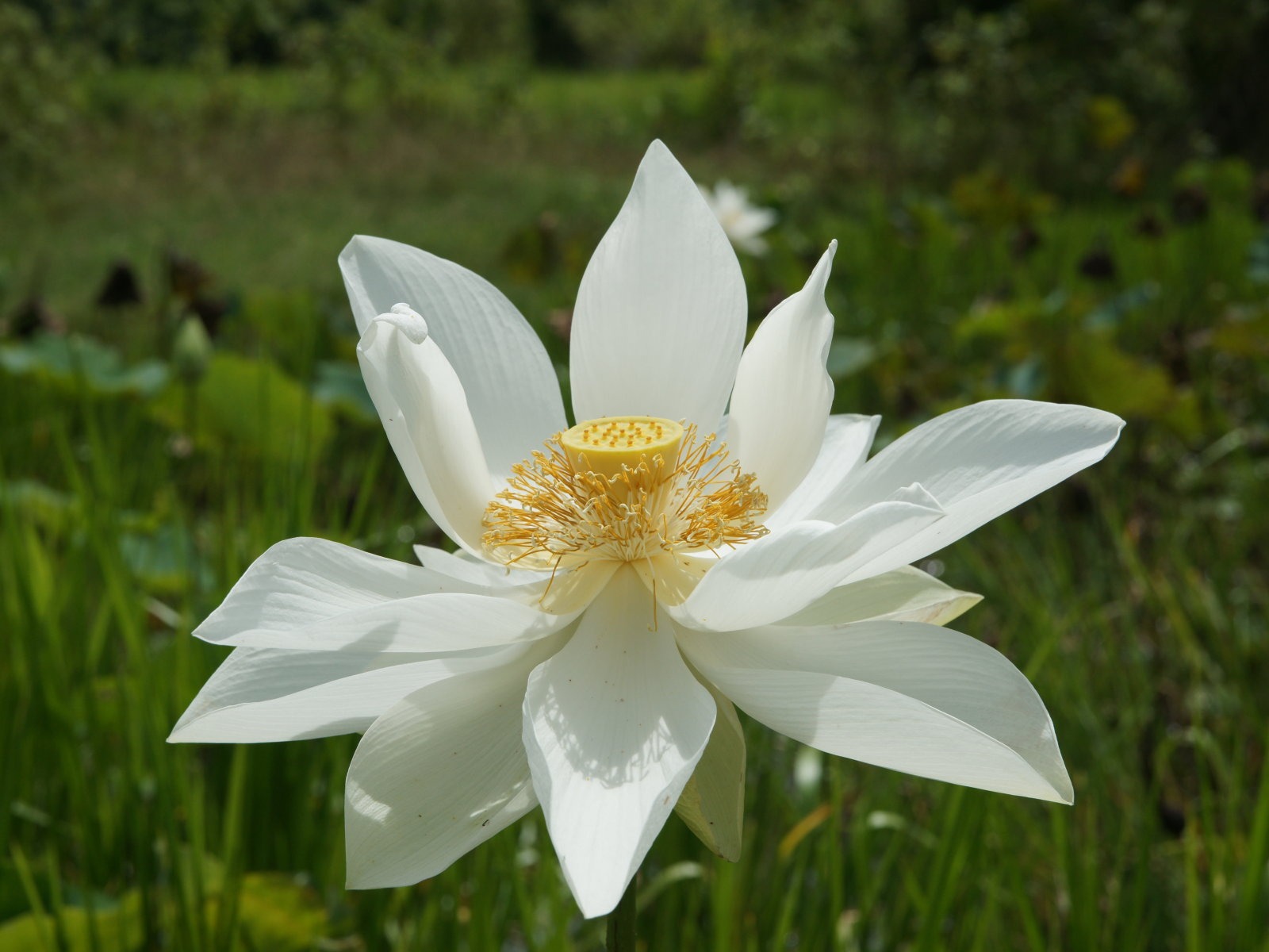 Fond d'écran photo Lotus (3) #9 - 1600x1200