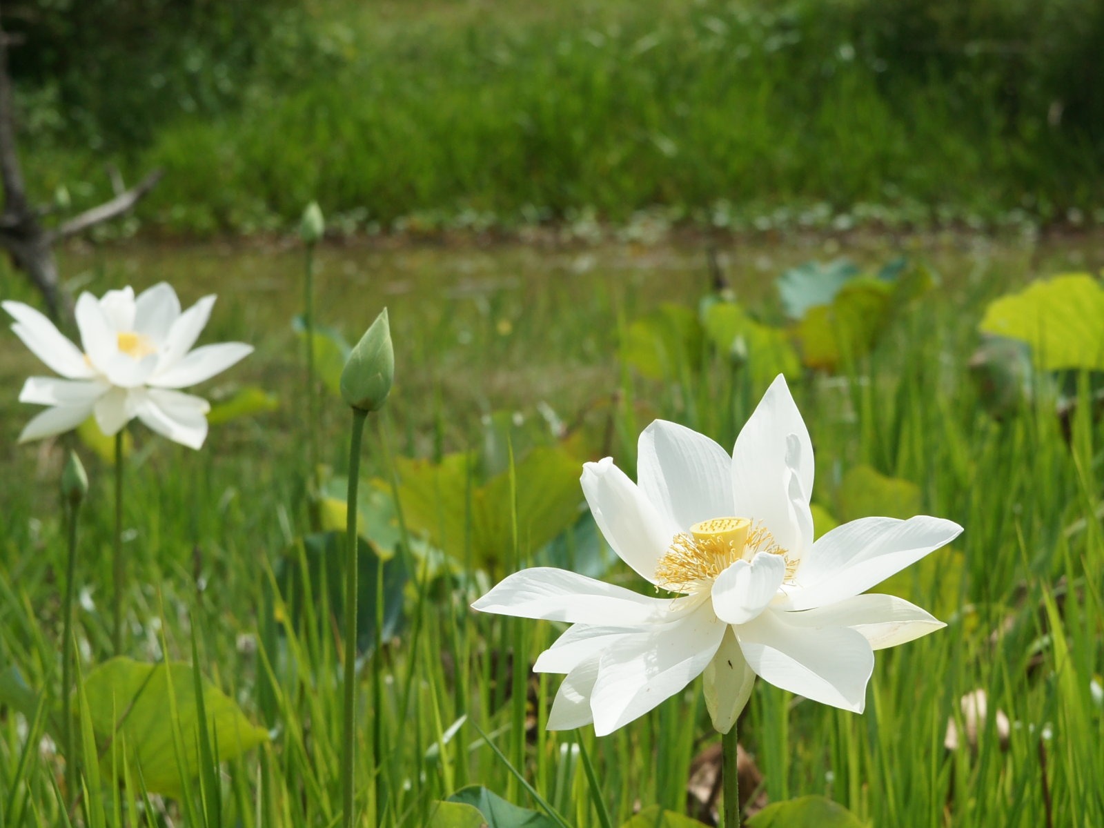 Fond d'écran photo Lotus (3) #11 - 1600x1200