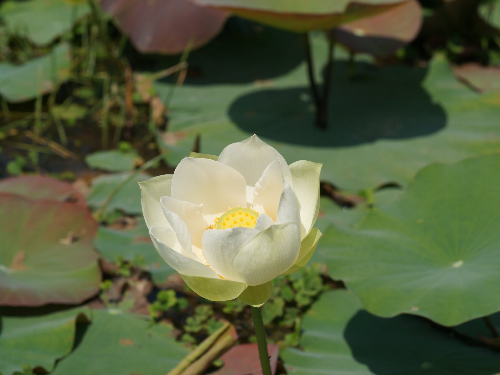 Lotus photo wallpaper (3) #13 - 1600x1200