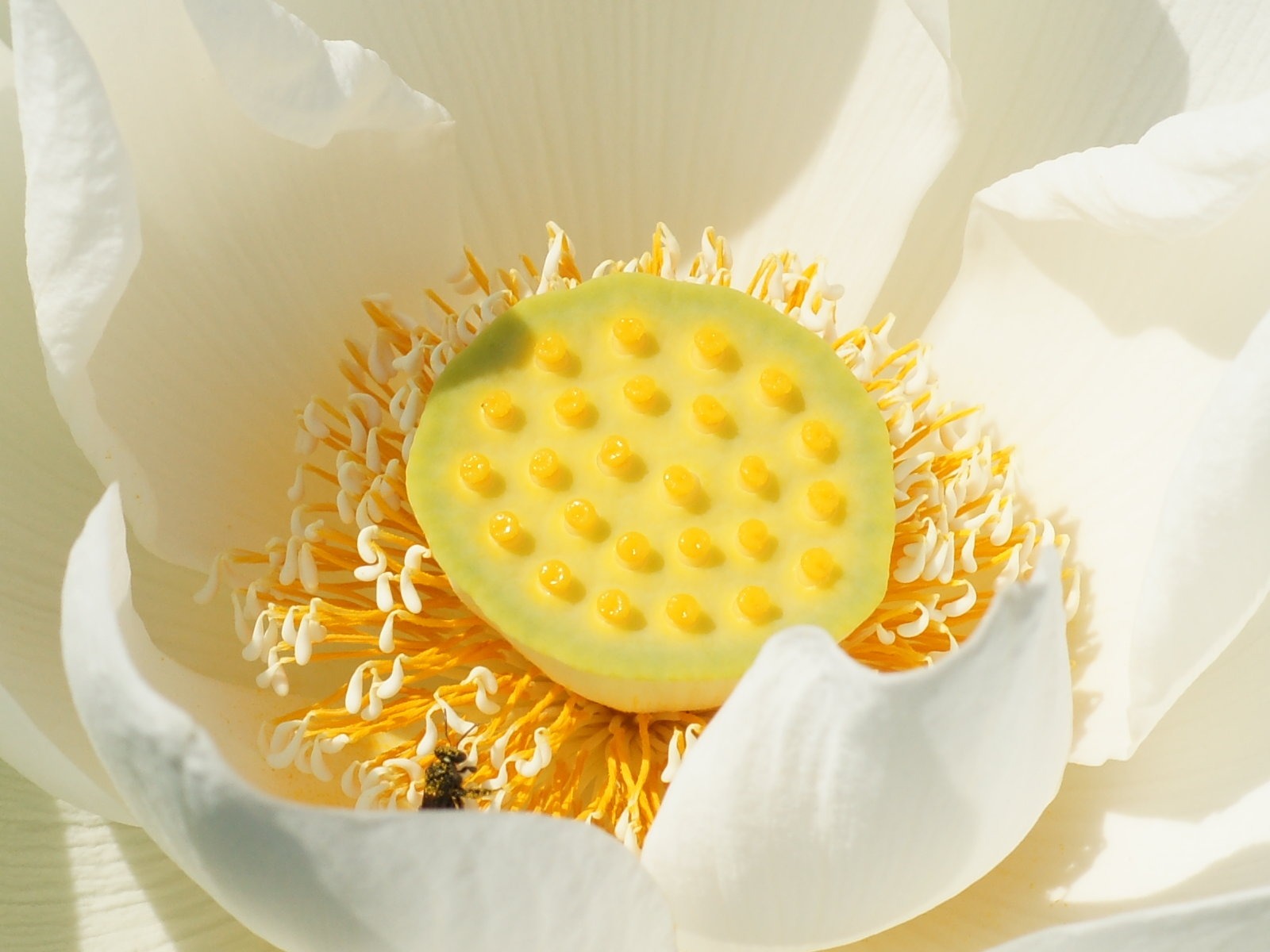 Lotus photo wallpaper (3) #15 - 1600x1200