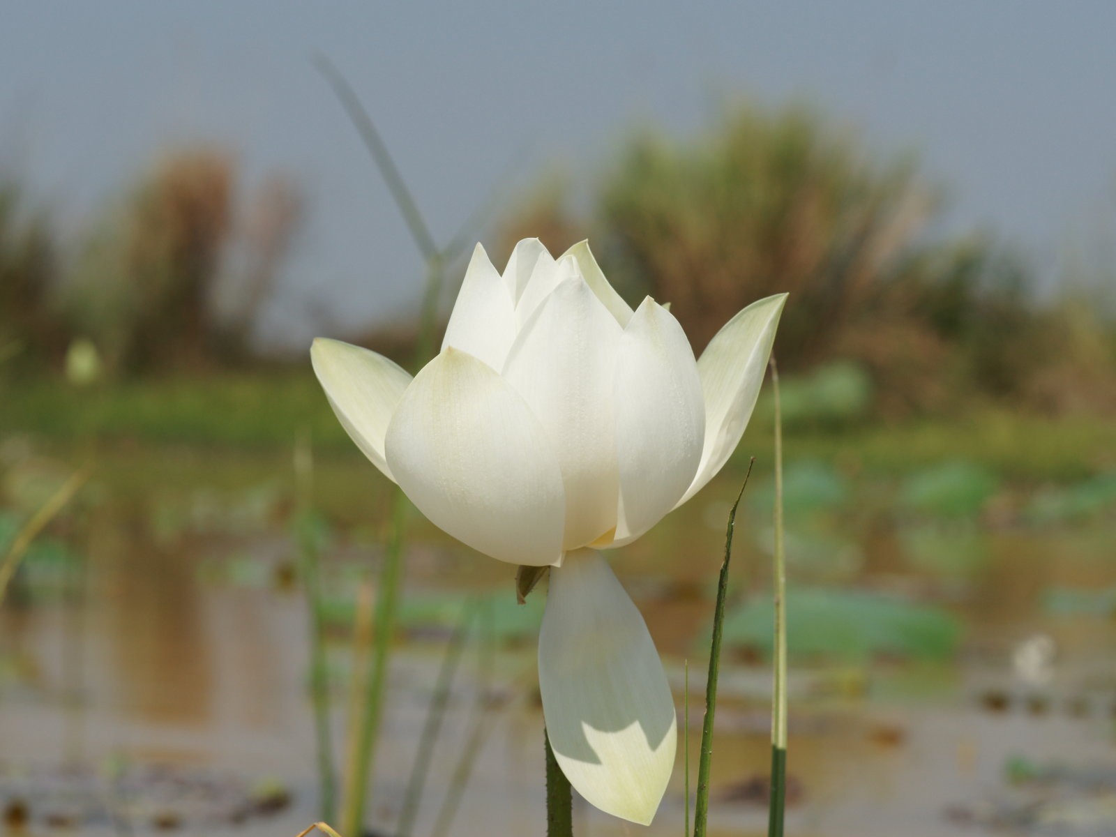 Fond d'écran photo Lotus (3) #18 - 1600x1200