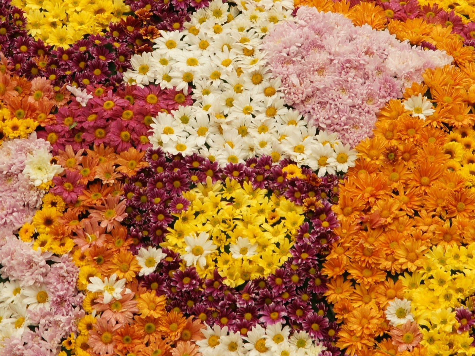 七彩花朵装饰 壁纸(一)3 - 1600x1200