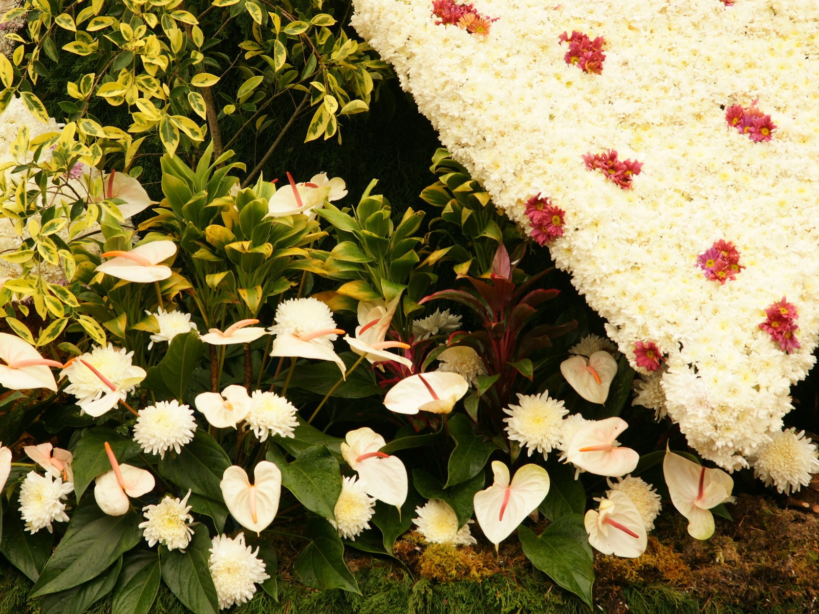 七彩花朵裝飾 壁紙(一) #4 - 1600x1200