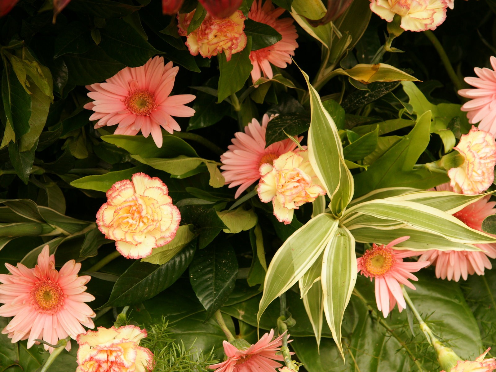 七彩花朵裝飾 壁紙(一) #17 - 1600x1200