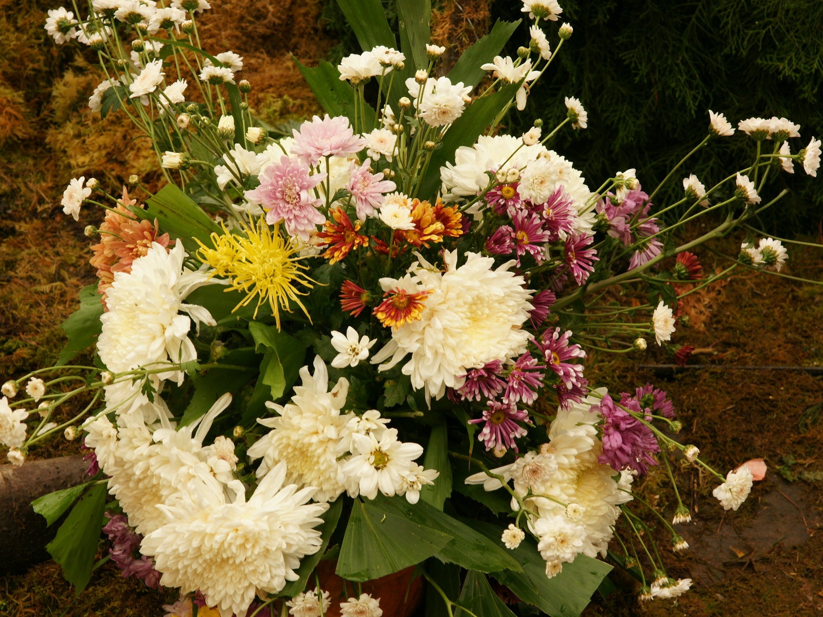 fleurs colorées décorent fond d'écran (3) #1 - 1600x1200