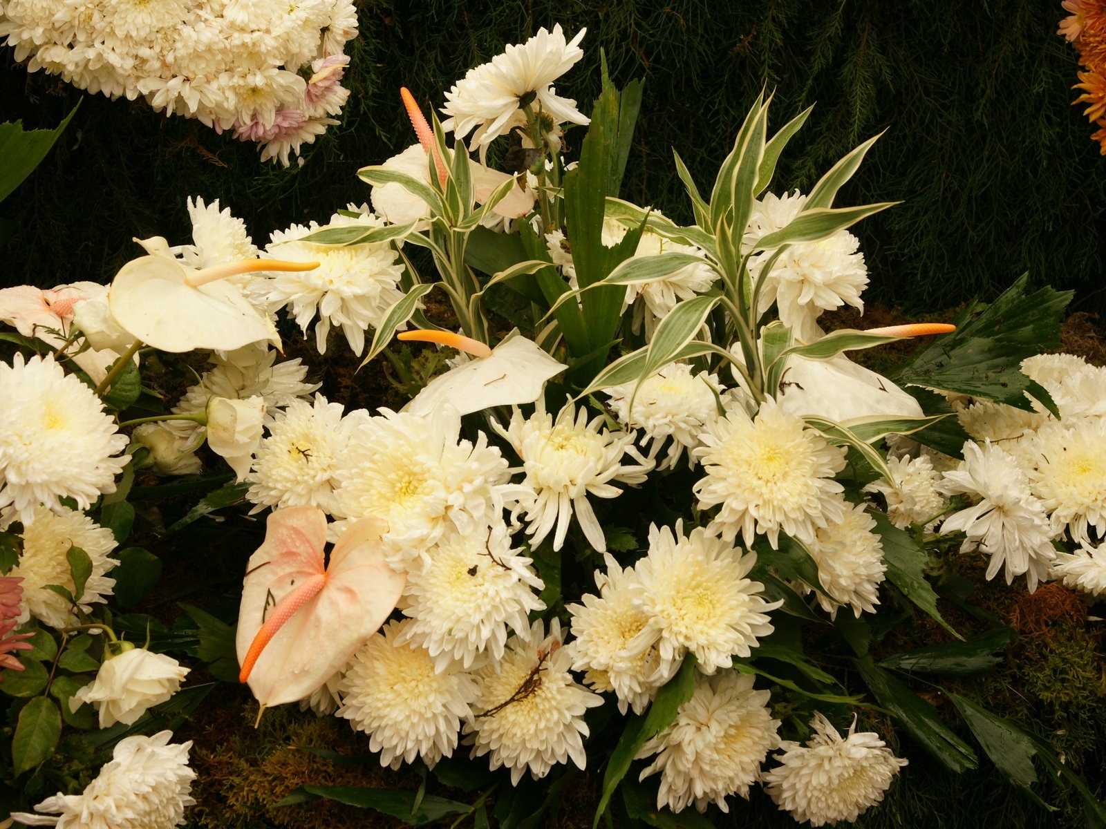 七彩花朵裝飾 壁紙(三) #14 - 1600x1200