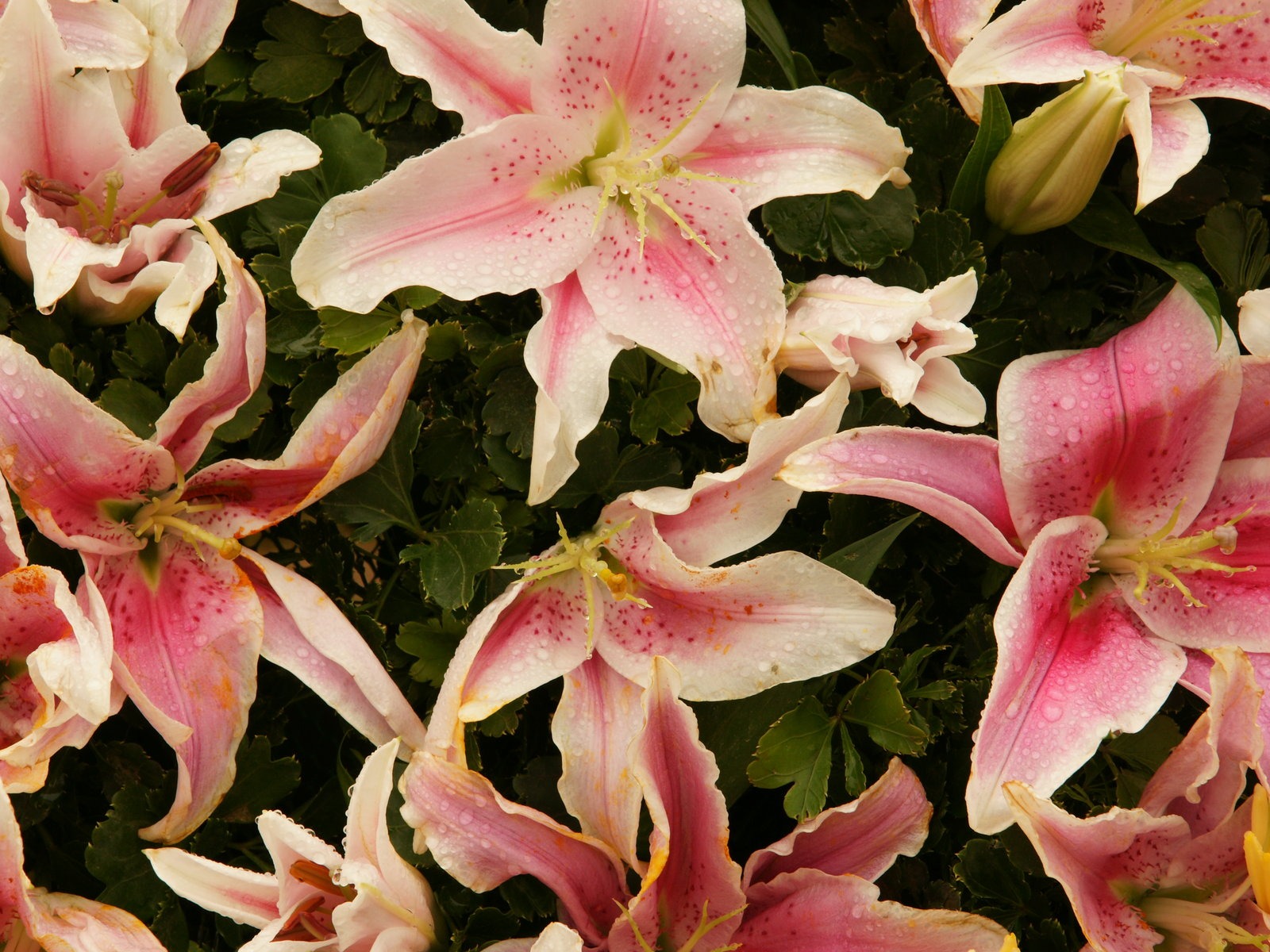 七彩花朵裝飾 壁紙(四) #5 - 1600x1200