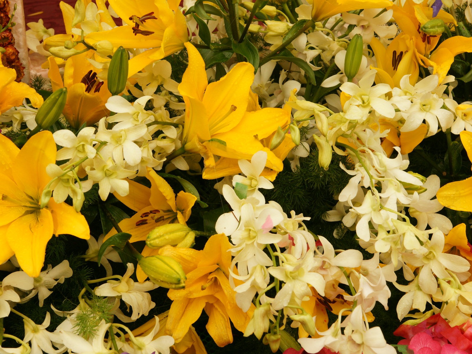 fleurs colorées décorent fond d'écran (4) #15 - 1600x1200