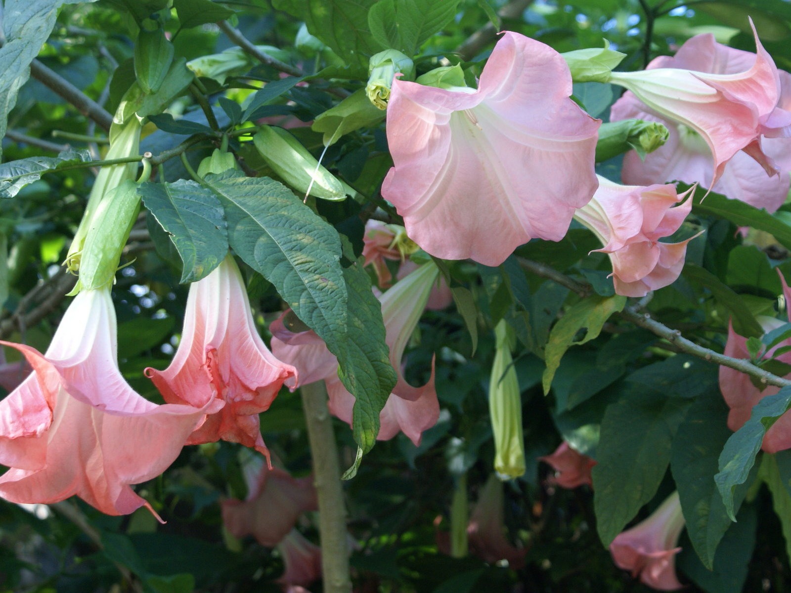 ワイドスクリーンの壁紙の花に近い(31)を開く #1 - 1600x1200