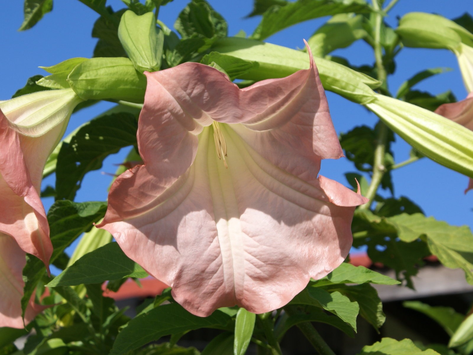 寬屏鮮花特寫 壁紙(31) #5 - 1600x1200