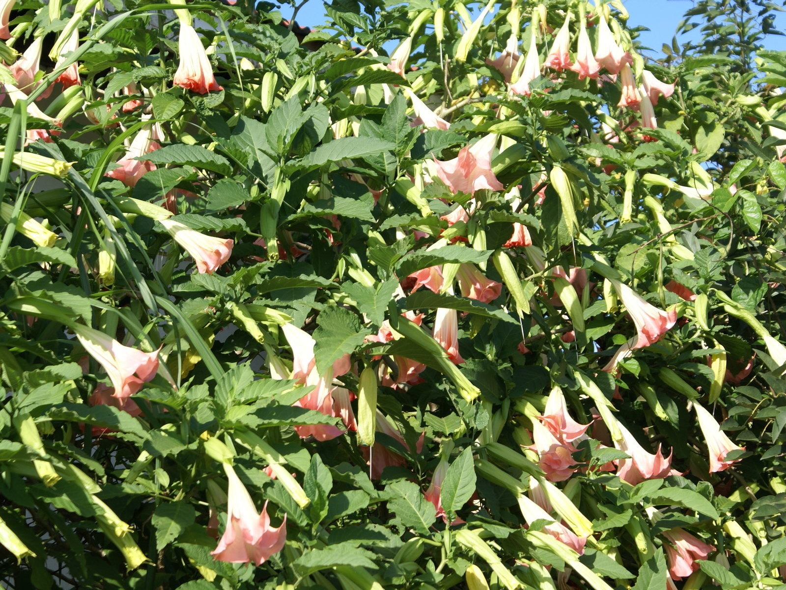 寬屏鮮花特寫 壁紙(31) #7 - 1600x1200