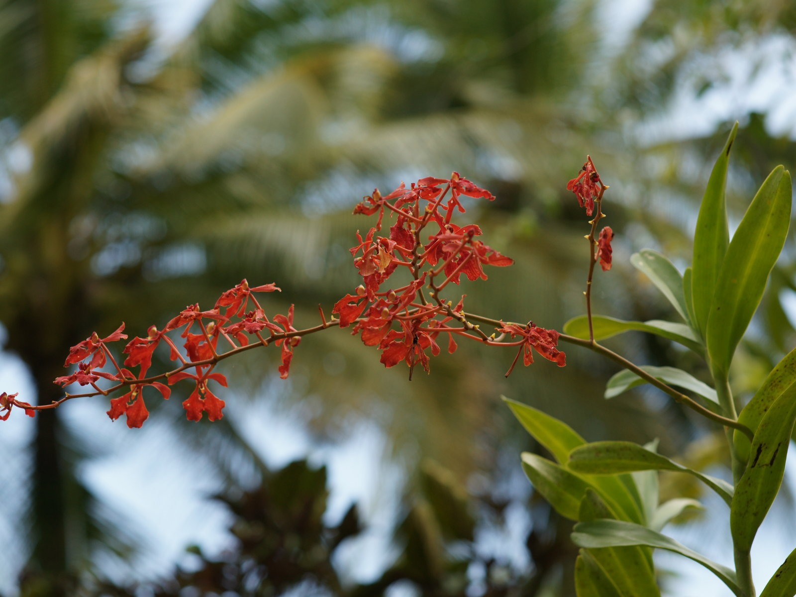 Widescreen wallpaper flowers close-up (31) #8 - 1600x1200