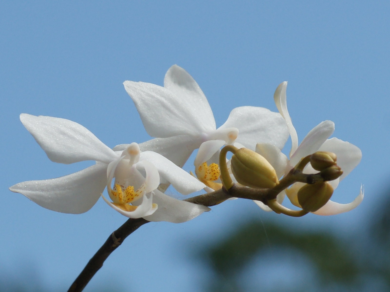 Widescreen wallpaper flowers close-up (31) #10 - 1600x1200