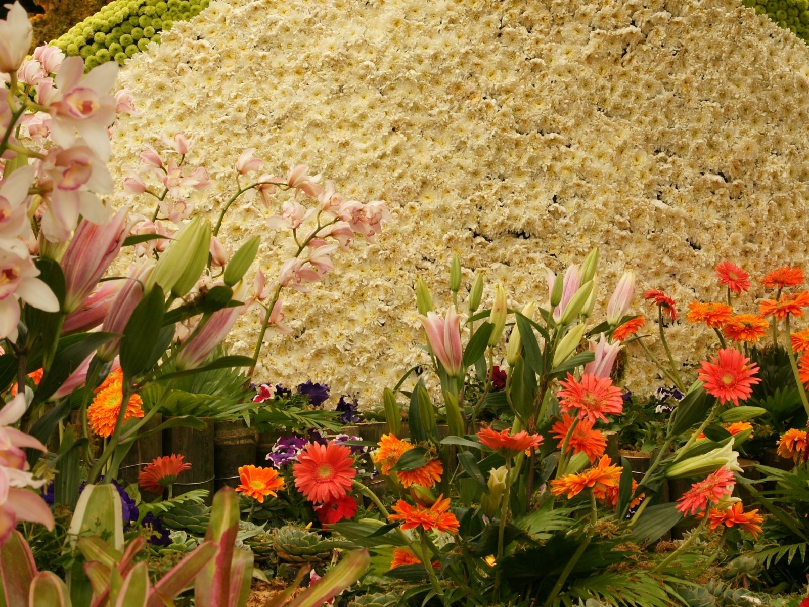 Widescreen wallpaper flowers close-up (31) #17 - 1600x1200