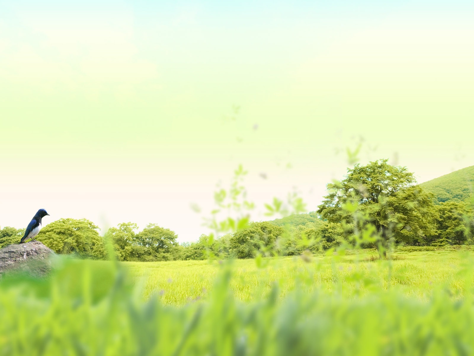 綠色與自然 壁紙(二) #4 - 1600x1200