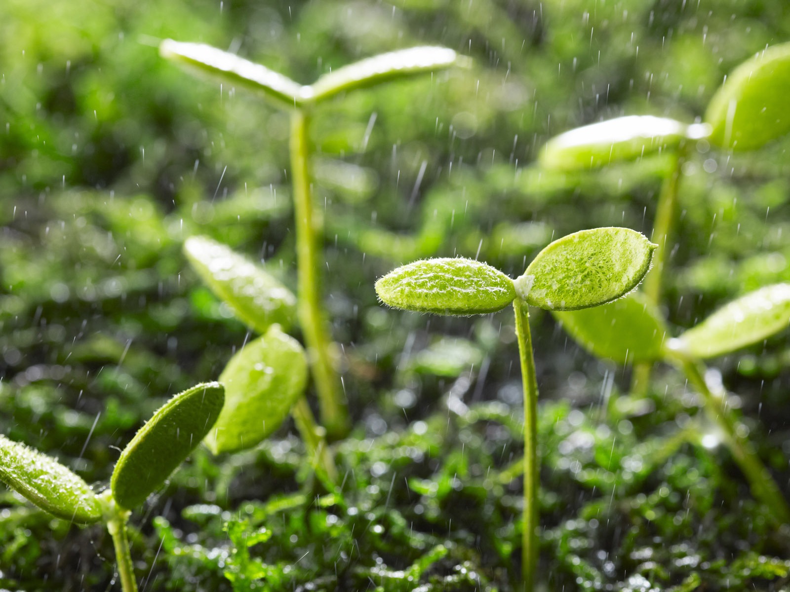 Green and Natural Wallpaper (3) #10 - 1600x1200