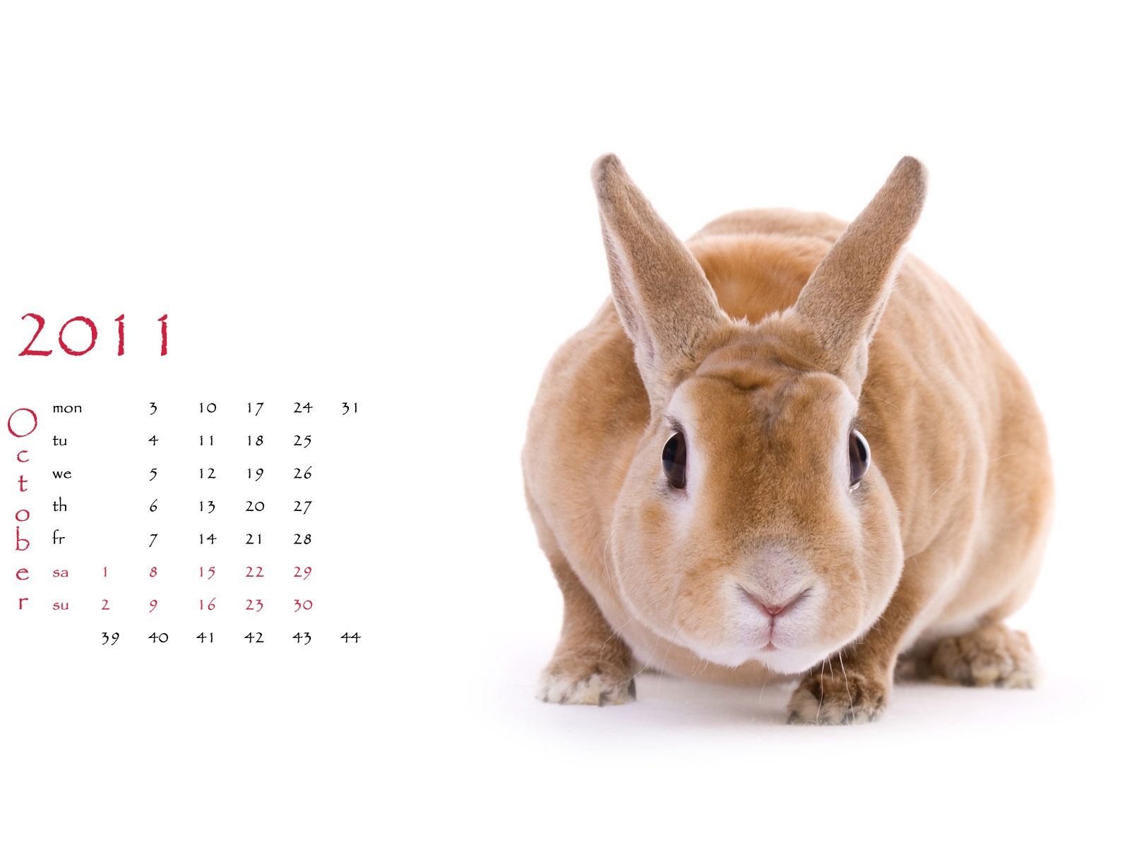 Year of the Rabbit 2011 calendar wallpaper (1) #10 - 1600x1200