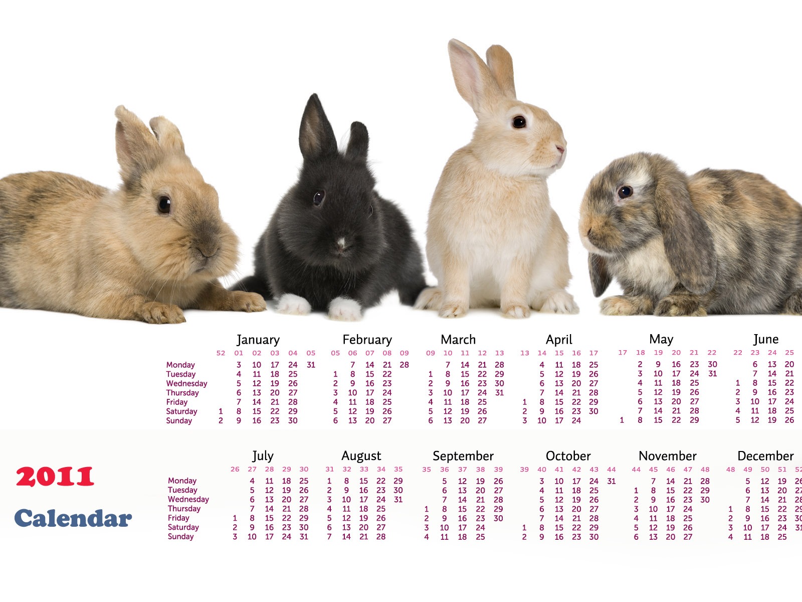 Year of the Rabbit 2011 calendar wallpaper (1) #16 - 1600x1200