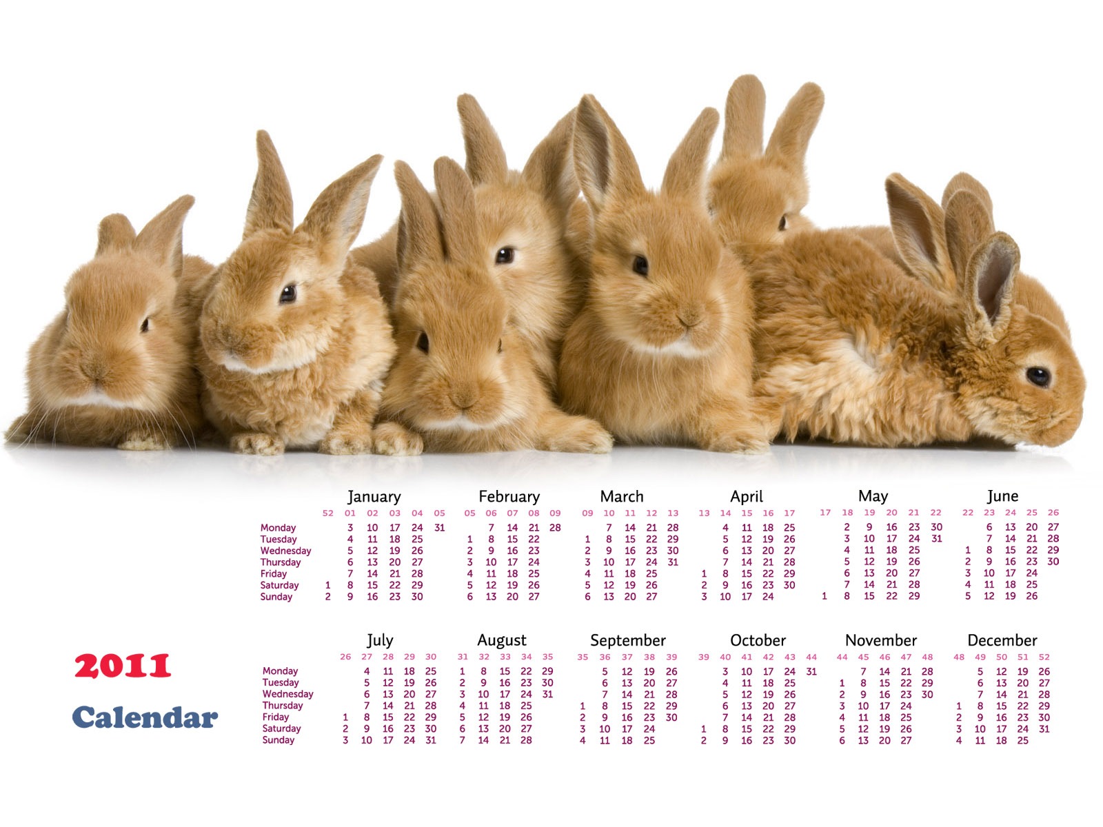 Year of the Rabbit 2011 calendar wallpaper (1) #20 - 1600x1200