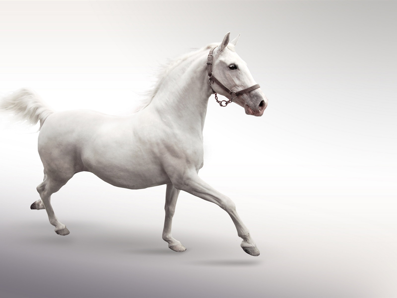 Super horse photo wallpaper (1) #15 - 1600x1200