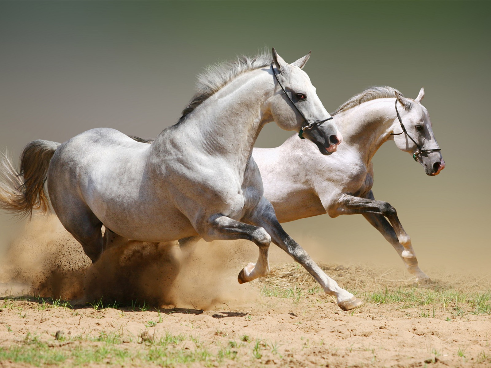 スーパー馬の写真の壁紙 (1) #18 - 1600x1200