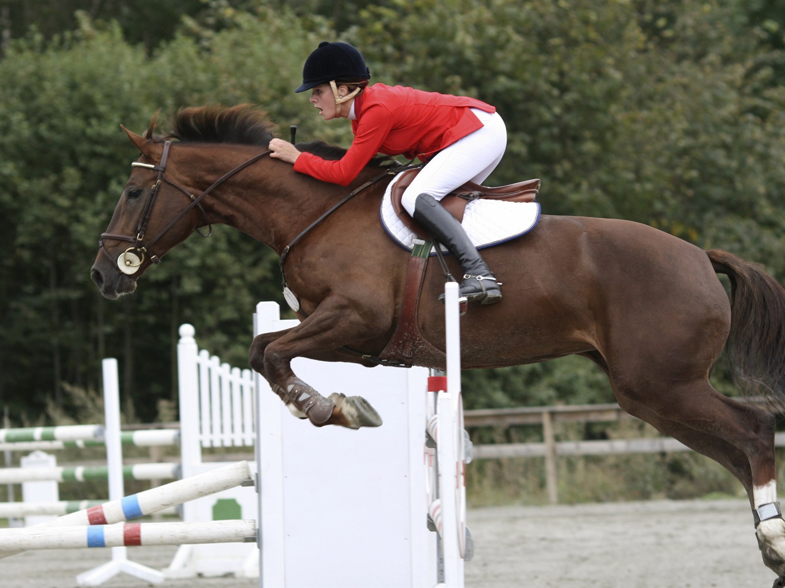 スーパー馬の写真の壁紙 (2) #6 - 1600x1200