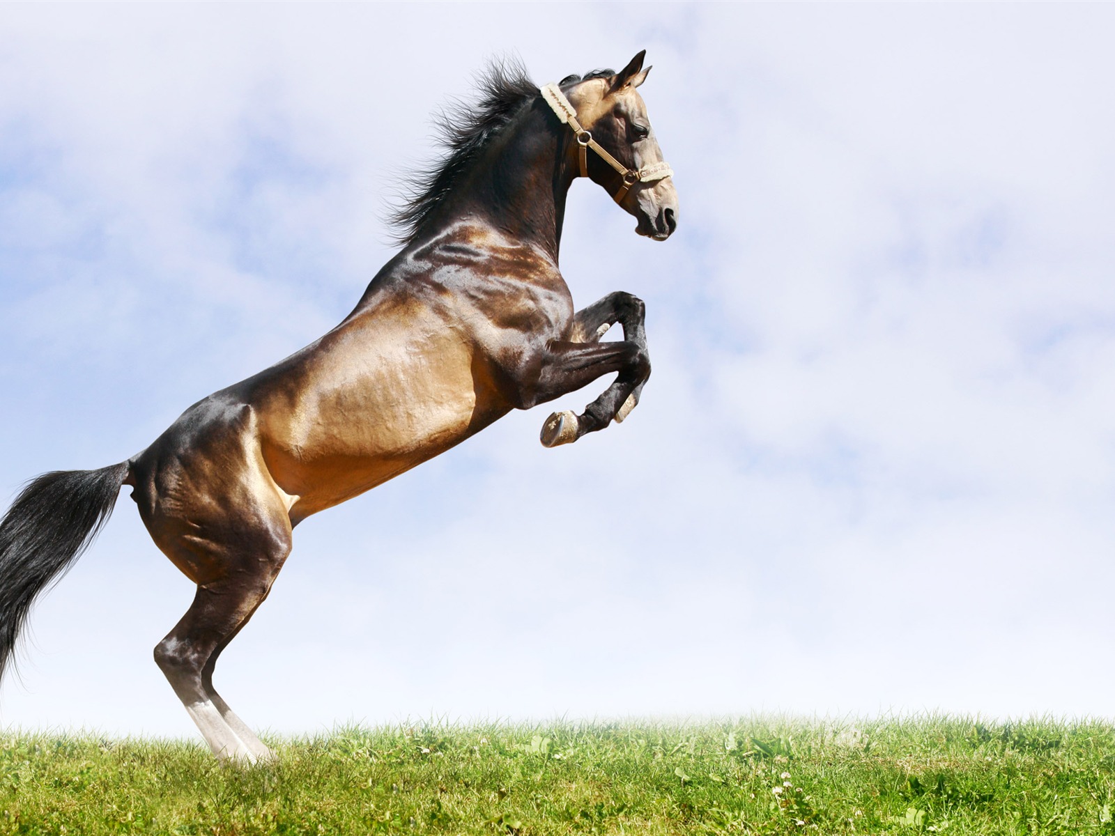 Super horse photo wallpaper (2) #15 - 1600x1200