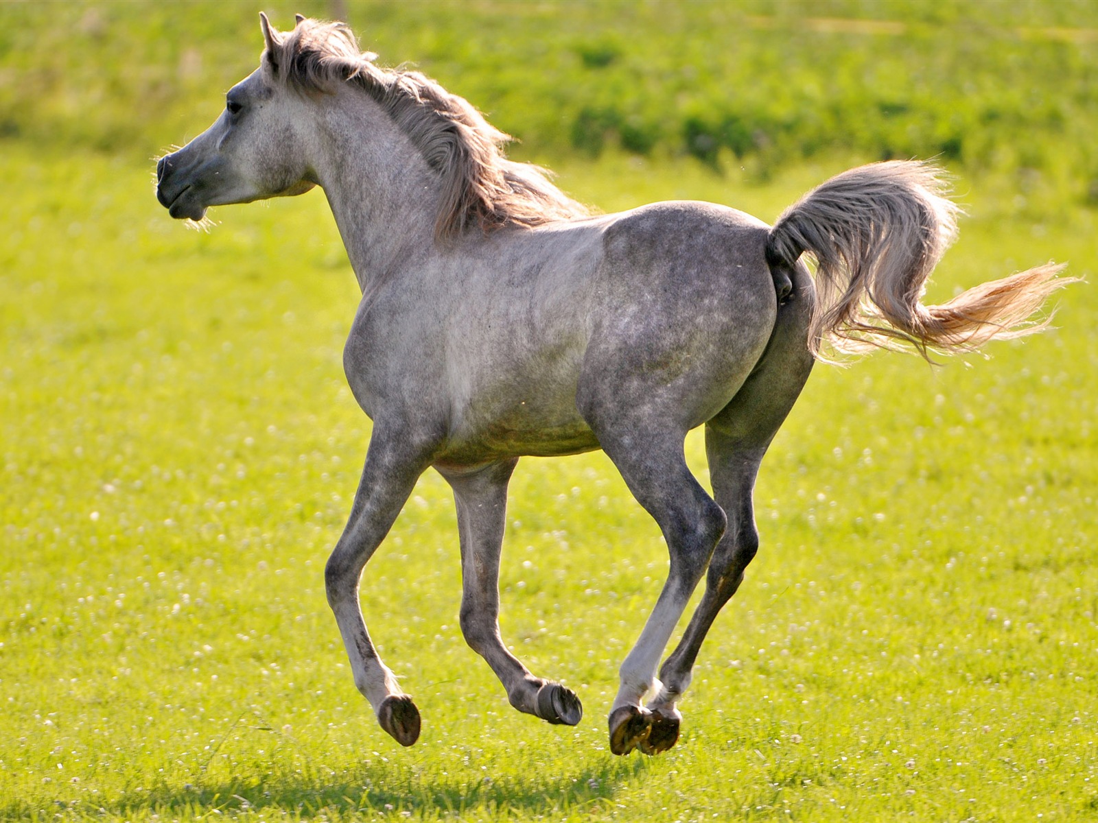 スーパー馬の写真の壁紙 (2) #18 - 1600x1200