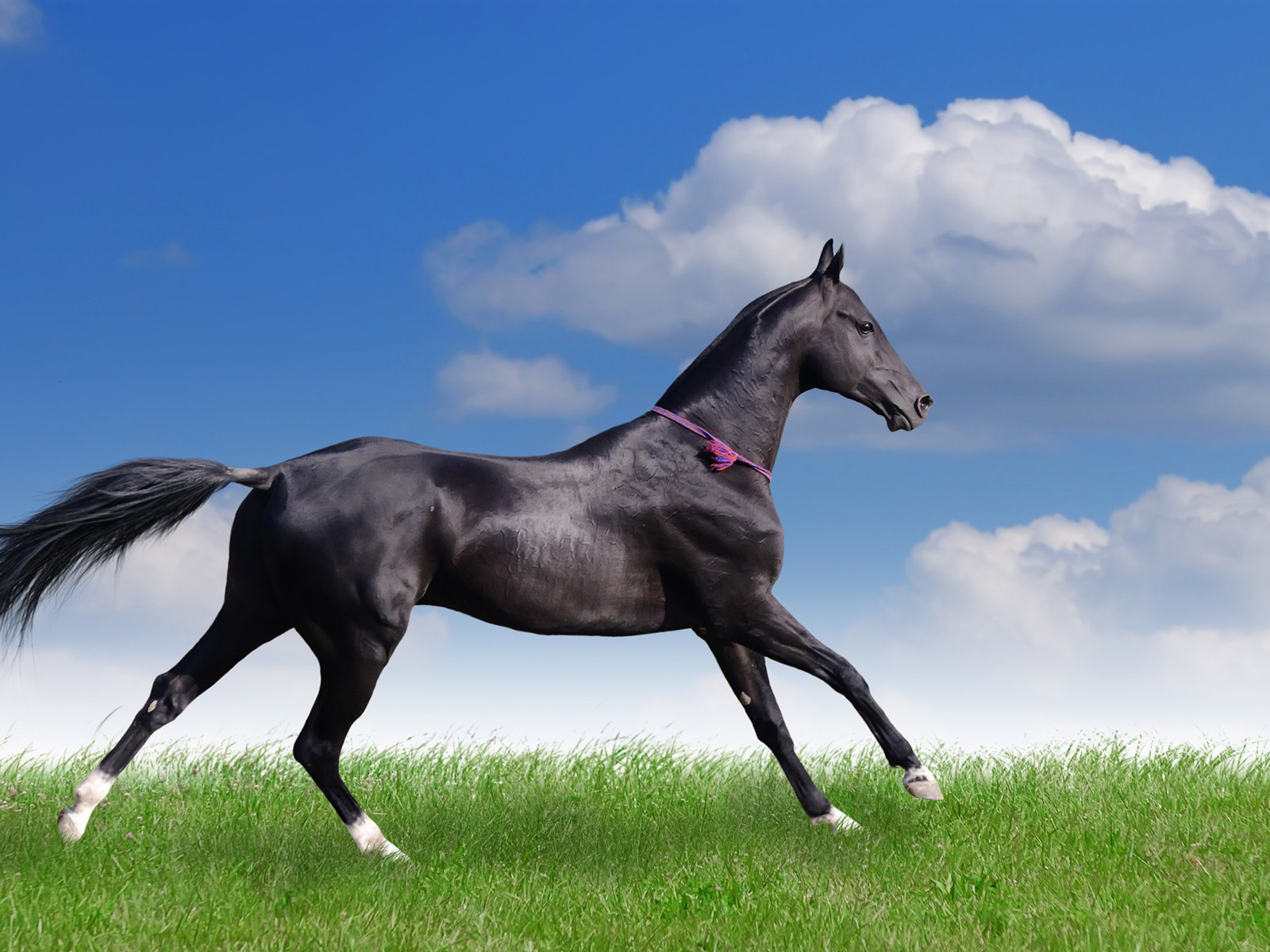 Super horse photo wallpaper (2) #19 - 1600x1200