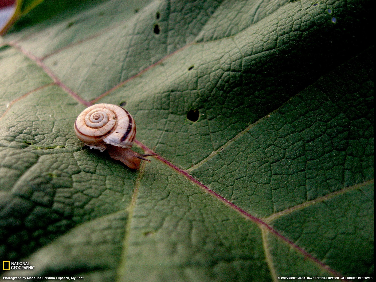 National Geographic животных обои альбом (9) #11 - 1600x1200