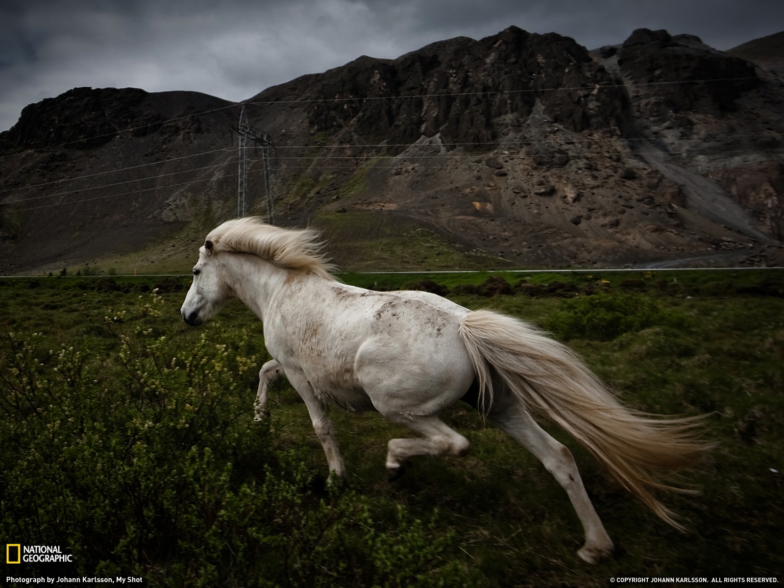 National Geographic animal wallpaper album (9) #13 - 1600x1200