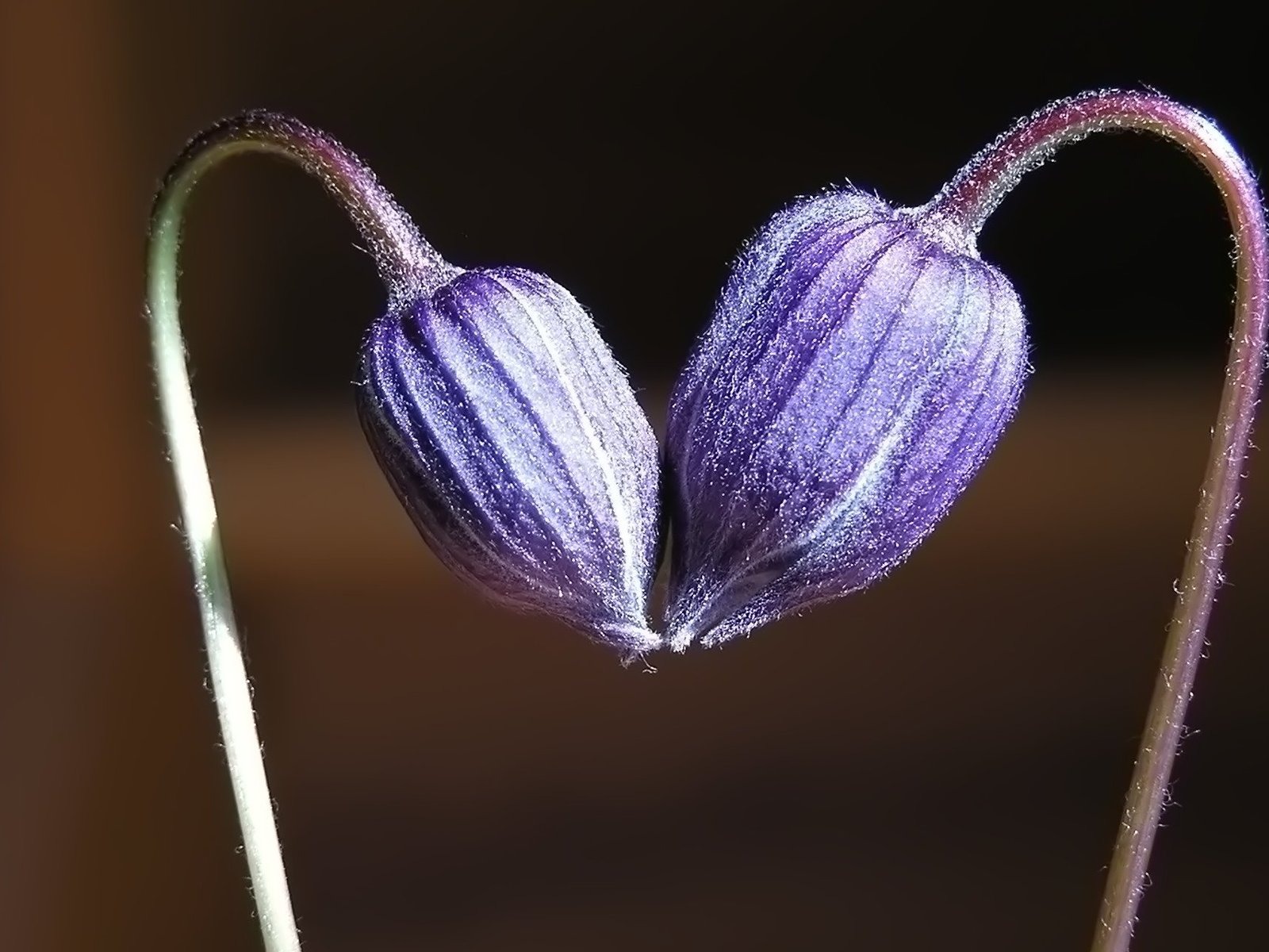 成雙的花兒和綠葉 壁紙(一) #3 - 1600x1200