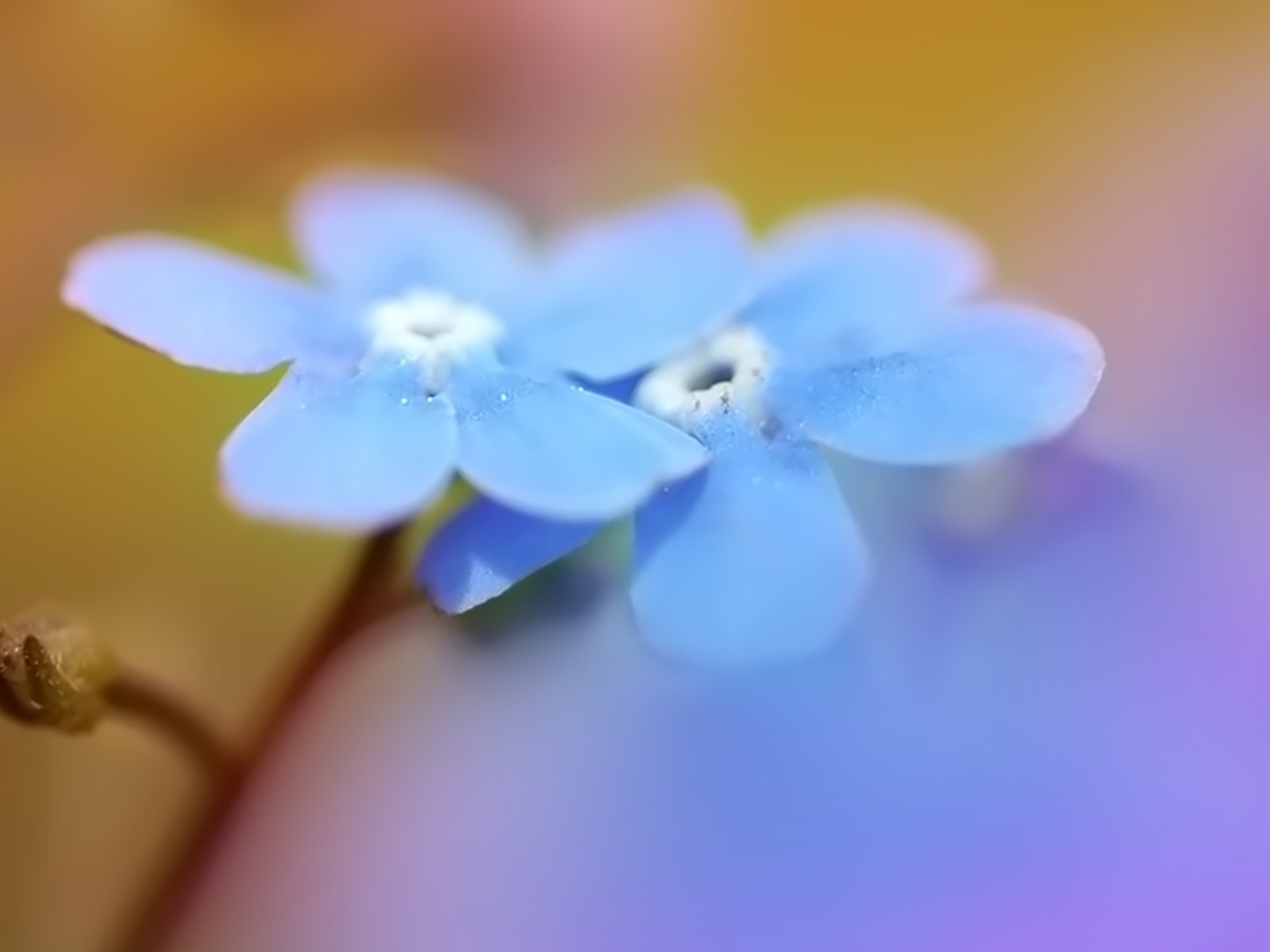 成雙的花兒和綠葉 壁紙(一) #5 - 1600x1200