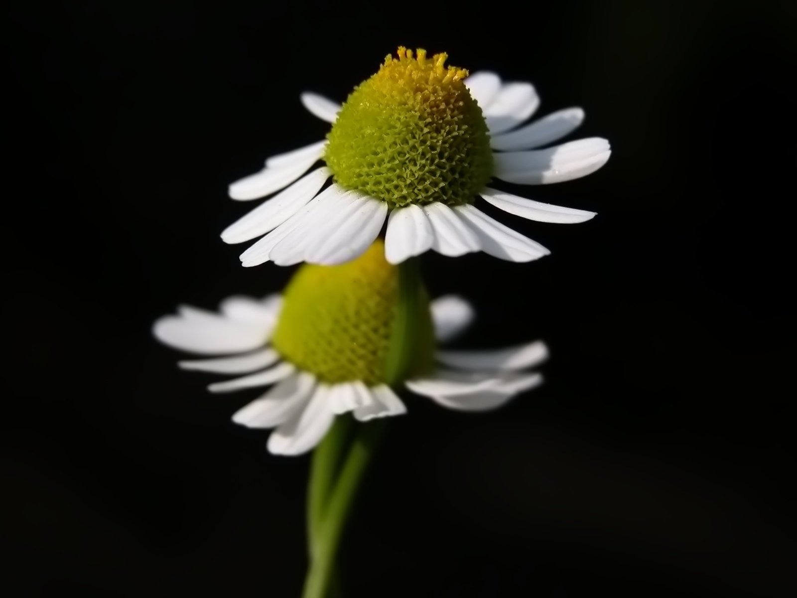 Pairs of flowers and green leaves wallpaper (2) #7 - 1600x1200