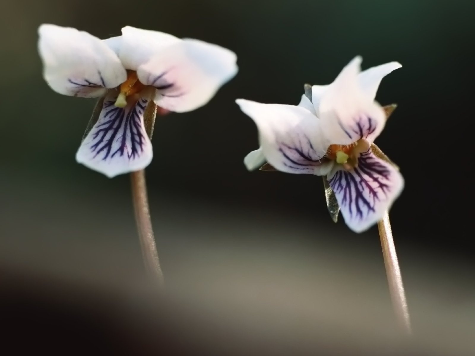 Pairs of flowers and green leaves wallpaper (2) #9 - 1600x1200