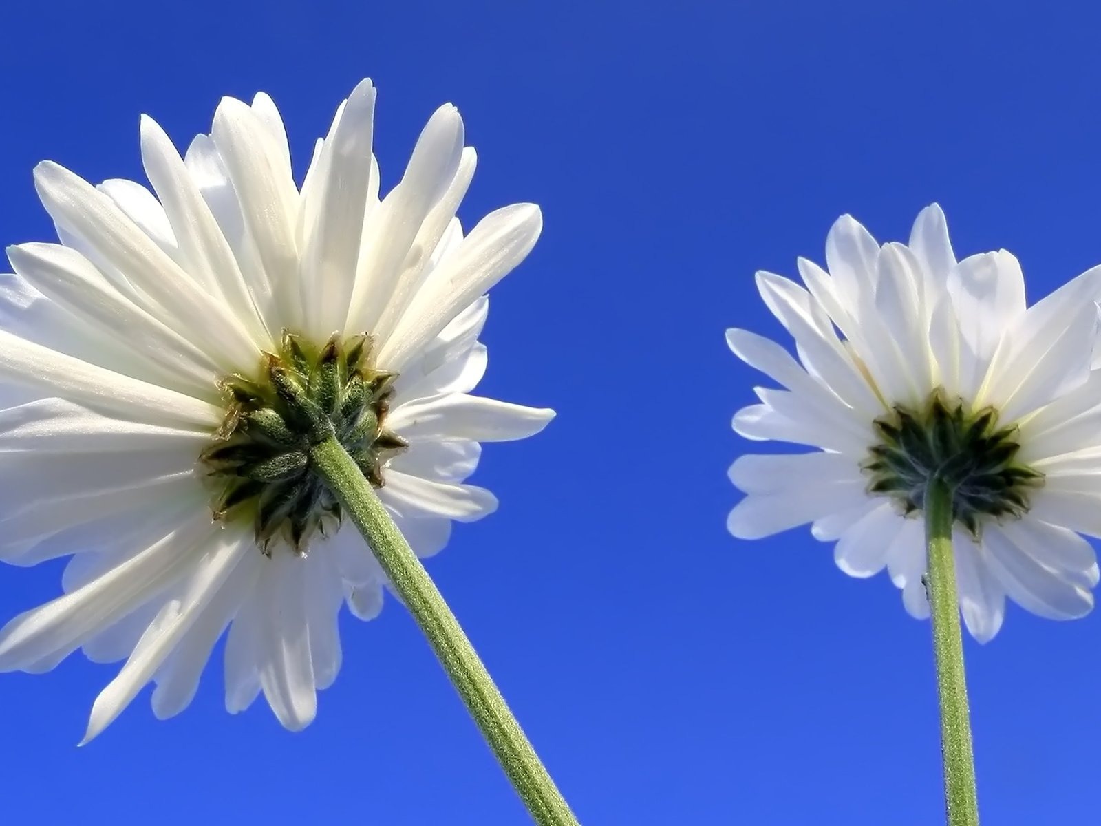 Pairs of flowers and green leaves wallpaper (2) #12 - 1600x1200