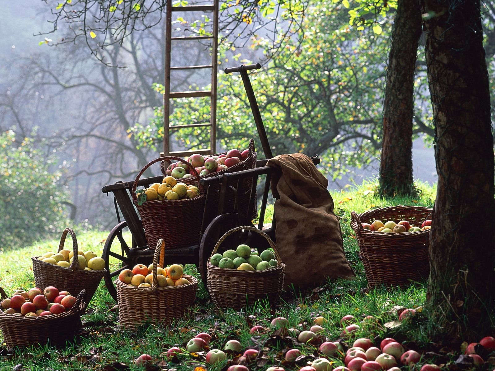 Autumn harvest wallpaper #10 - 1600x1200