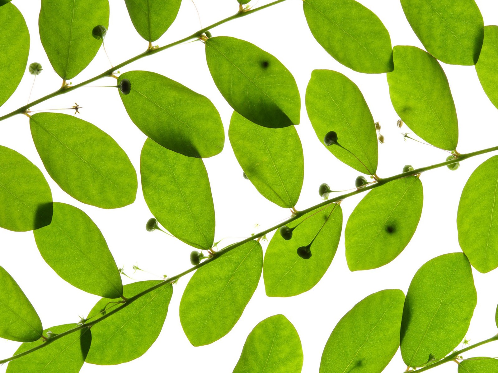 Green leaves wallpaper #1 - 1600x1200